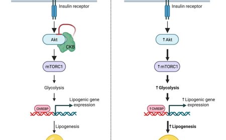 Creatine kinase B regulates glycolysis and de novo lipogenesis pathways to control lipid accumulation during adipogenesis