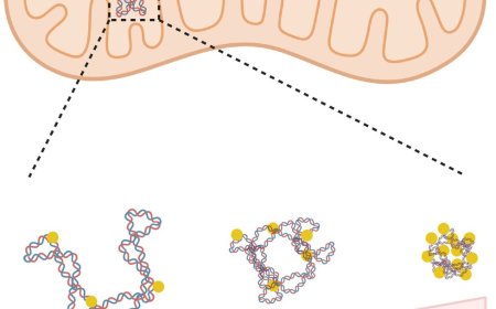 Quality control of mitochondrial nucleoids