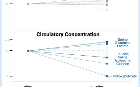 Changes in metabolic functions in aged mice