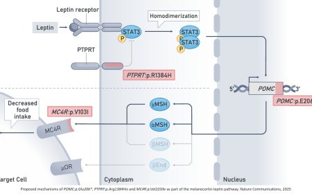 Genetic variants controlling body weight