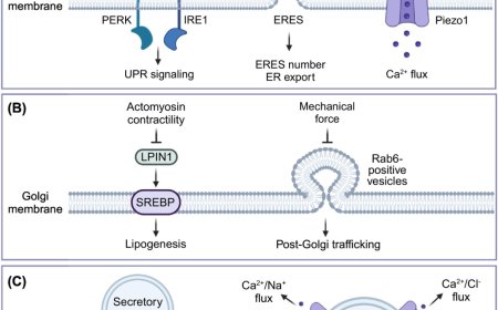 Experimental tools and emerging principles of organellar mechanotransduction