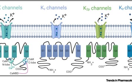 Potassium Channels