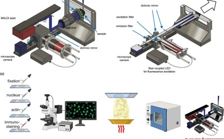 Spatial biology using single-cell mass spectrometry imaging and integrated microscopy
