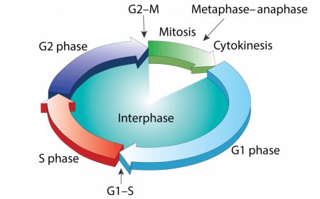 Cell Cycle and Apoptosis