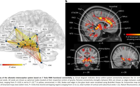 Cortical and subcortical mapping of the human allostatic–interoceptive system using 7 Tesla fMRI