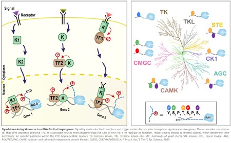 Direct targeting and regulation of RNA polymerase II by cell signaling kinases