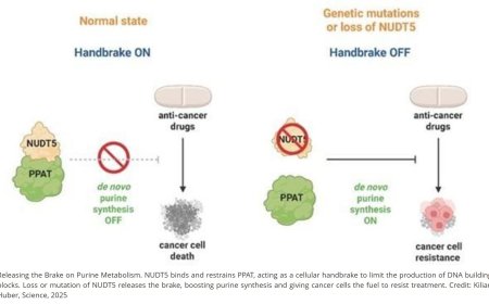 Controlling cancer drug response by regulating purine biosynthesis