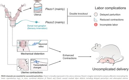 How uterine contractions are regulated by stretch and pressure during childbirth
