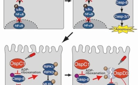 Shigella type-III secretion system effectors counteract the induction of host inflammation and cell death