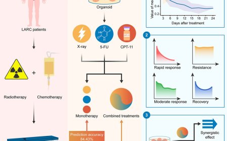 Comprehensive dissection of rectal cancer organoids in responses to chemoradiation