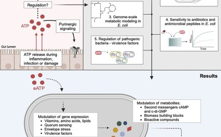 Extracellular ATP is an environmental cue in bacteria
