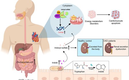 Mechanism of heart failure in chronic kidney disease