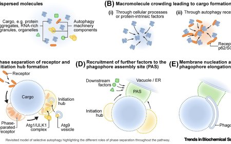 Phase separation in autophagy