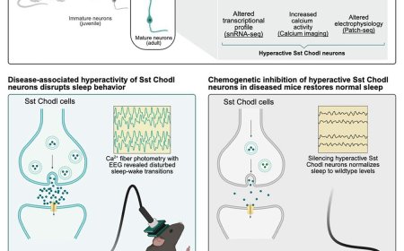Cortical GABAergic projection neurons are implicated in schizophrenia