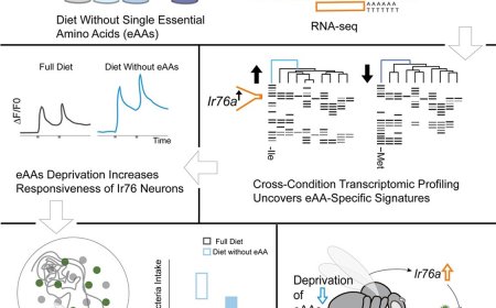 How hunger tunes the brain