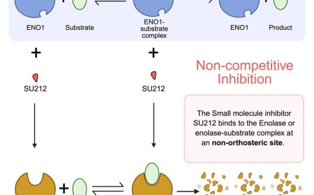 Non-orthosteric inhibition of enolase 1 impedes growth of triple-negative breast cancer