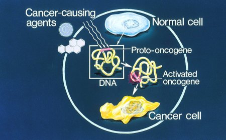 Cancer: Proto-oncogenes, Oncogenes and Anti-oncogenes