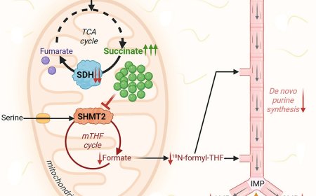 Accumulation of succinate suppresses de novo purine synthesis through succinylation-mediated control of the mitochondrial folate cycle