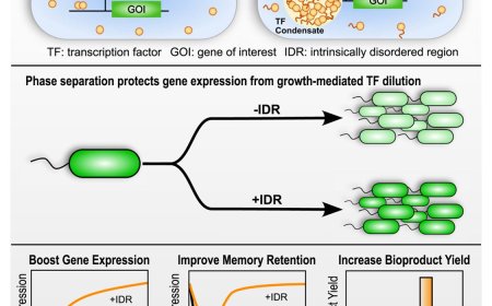 Stabilizing synthetic gene circuits in liquid condensates