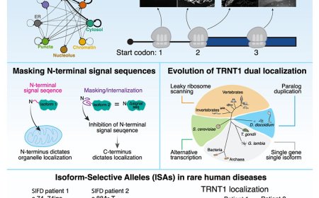 Alternative start codon selection shapes mitochondrial function and rare human diseases
