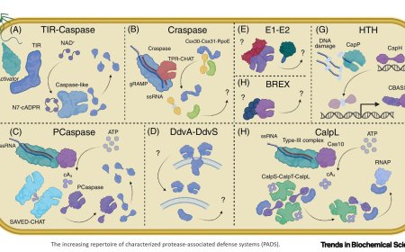 Proteases in bacteriophage defense systems and their potential in bioengineering
