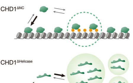 Condensation-dependent interactome of a chromatin remodeler underlies tumor suppressor activities