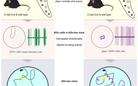 Pathological tau alters head direction signaling and induces spatial disorientation