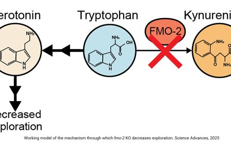 Intestinal enzyme FMO-2 regulates behavior