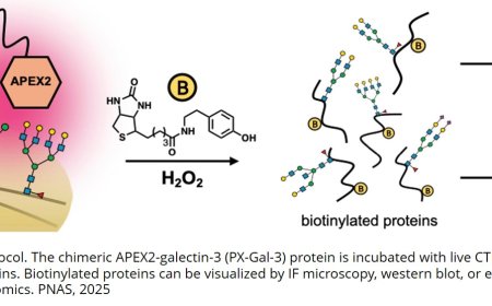 Sugar molecules that trigger placental formation identified!