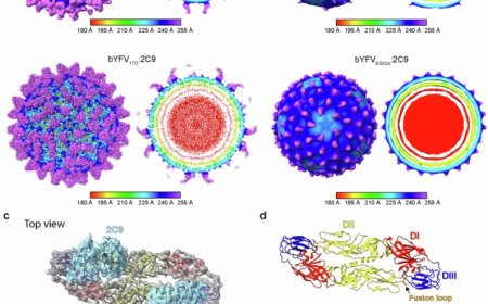 Cryo-EM structure of yellow fever virus