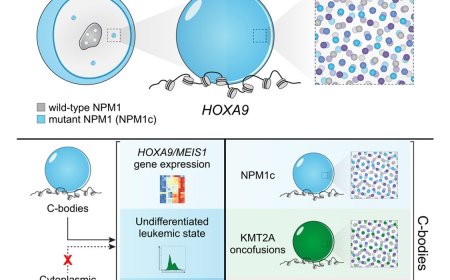 Leukemia mutations in nuclear droplets!