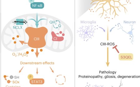 Free radicals in the brain that may fuel dementia