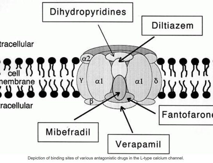 Calcium channels physiology and Therapeutics uses