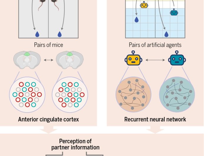 Neural mechanisms behind cooperation