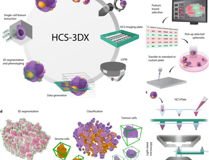 AI-tool for 3D cell analysis