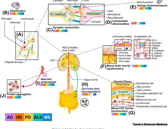 MicroRNAs in neurodegenerative diseases