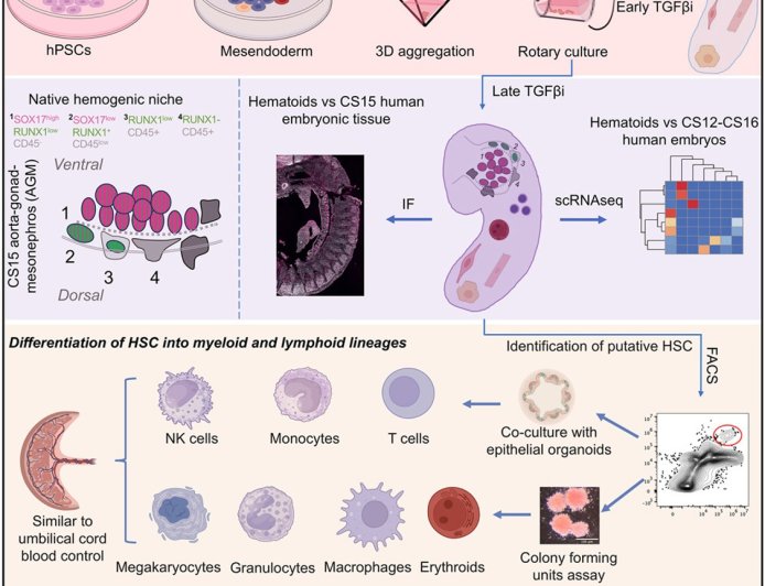 New lab-grown human embryo model produces blood cells