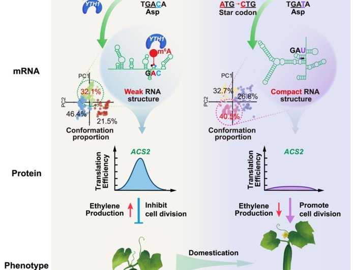 How cucumbers got longer?