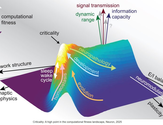 Criticality and brain function