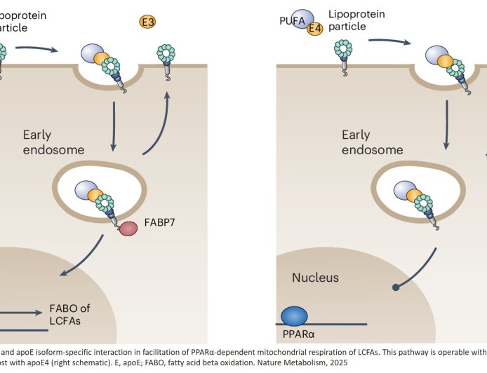 Why APOE4 carries higher risk of developing Alzheimer’s disease