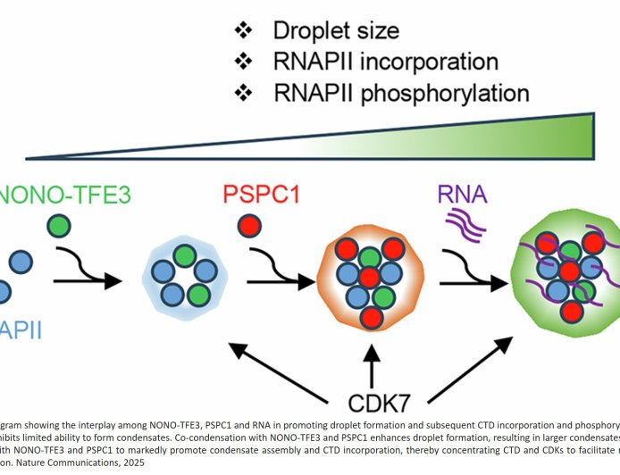 RNA mediated lipid droplet gene hub for cancer progression