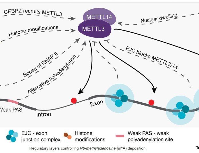 Role of m6 A in the coding sequence