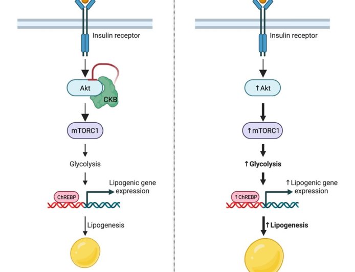 Creatine kinase B regulates glycolysis and de novo lipogenesis pathways to control lipid accumulation during adipogenesis