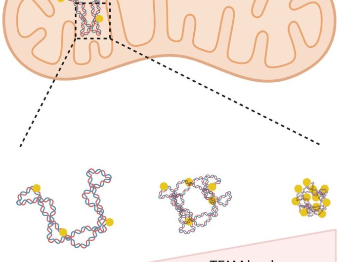 Quality control of mitochondrial nucleoids