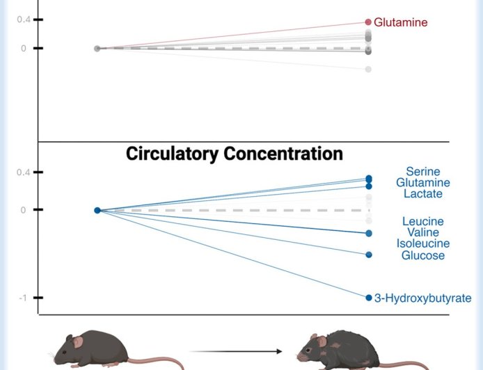 Changes in metabolic functions in aged mice