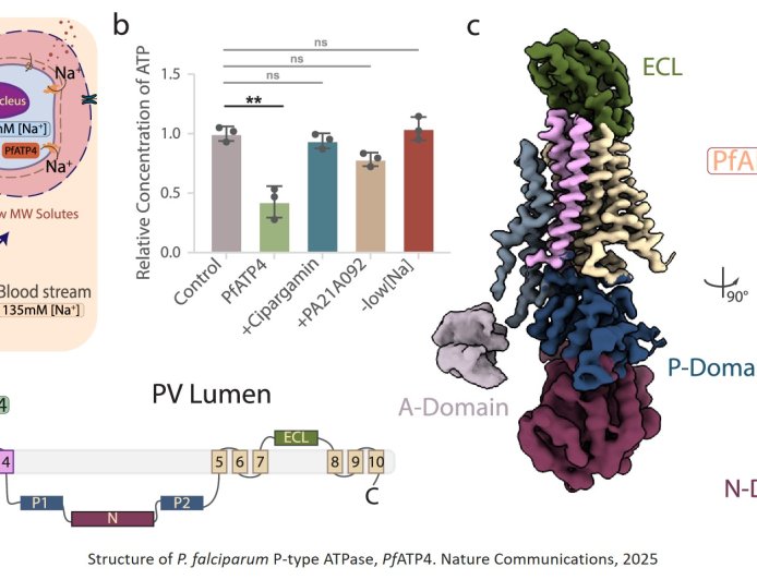 Identification of antimalarial target binding partner