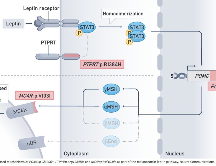 Genetic variants controlling body weight