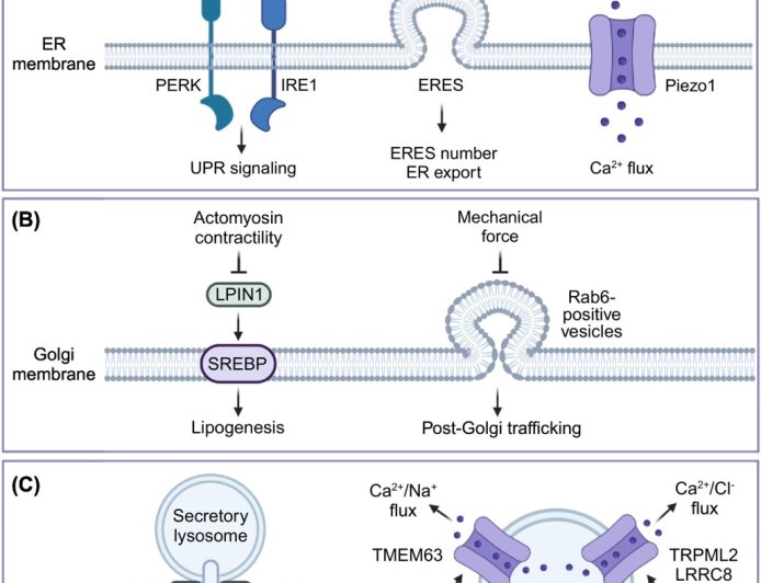 Experimental tools and emerging principles of organellar mechanotransduction