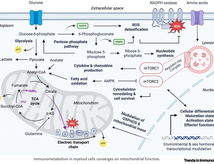 Autoimmune diseases from mitochondrial dysfunction in myeloid cells