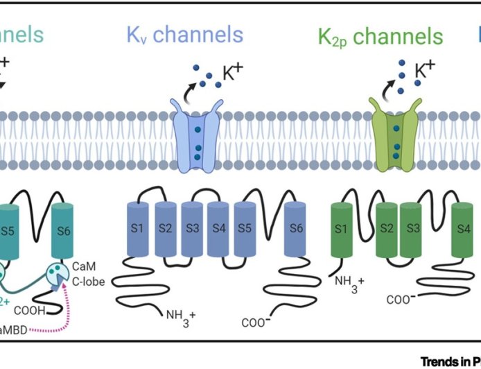 Potassium Channels